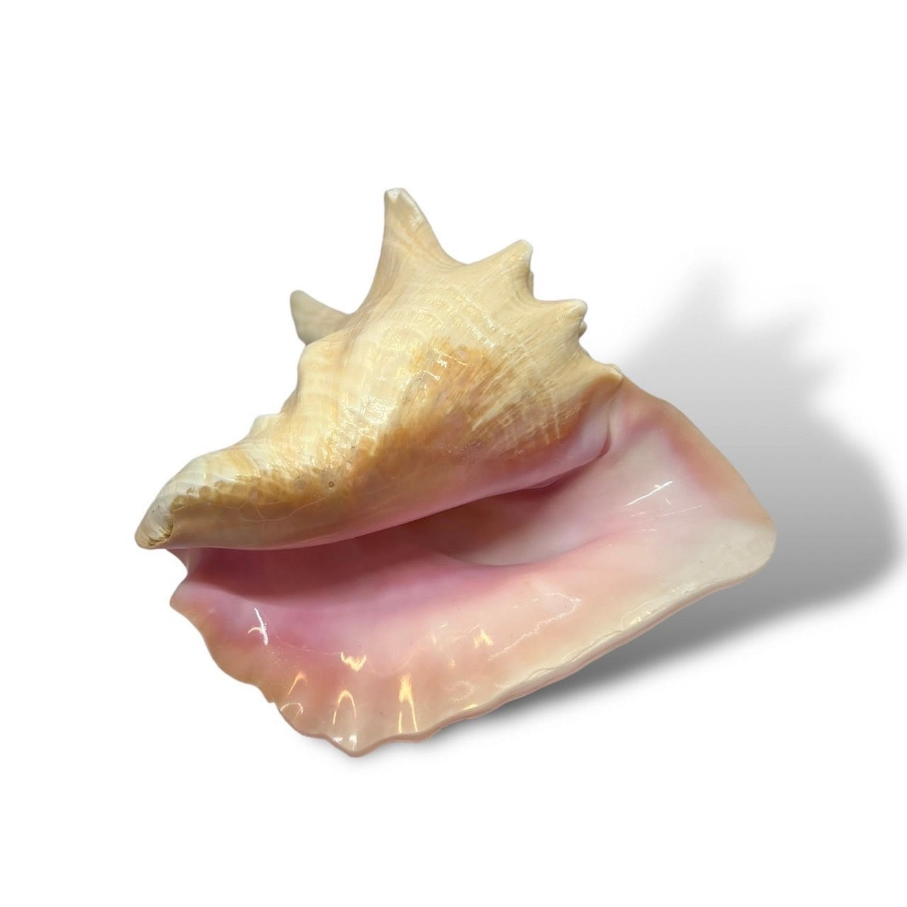 ピンク法螺貝ヒミコエフェクト